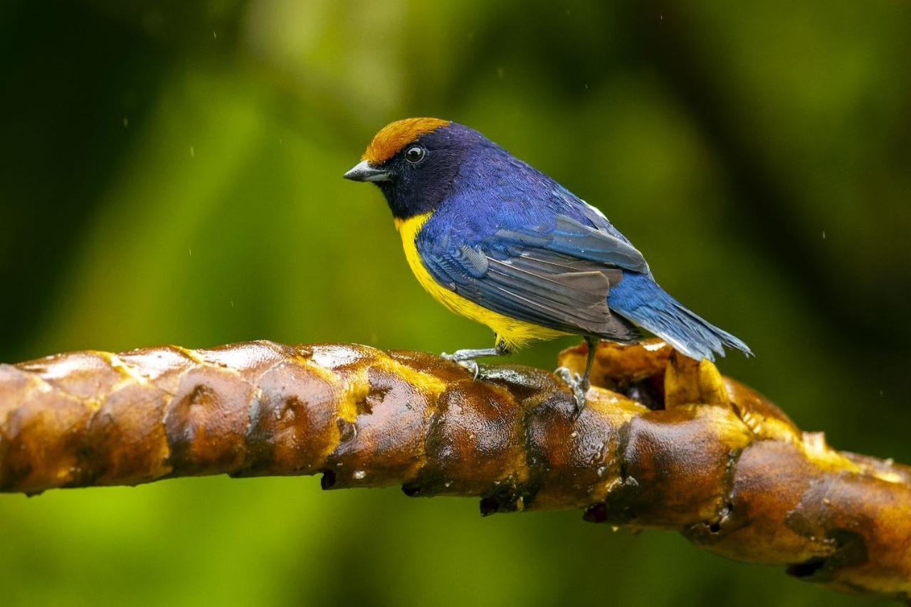Bed and Breakfast Birds & Breakfast Costa Rica La Tigra  Екстер'єр фото