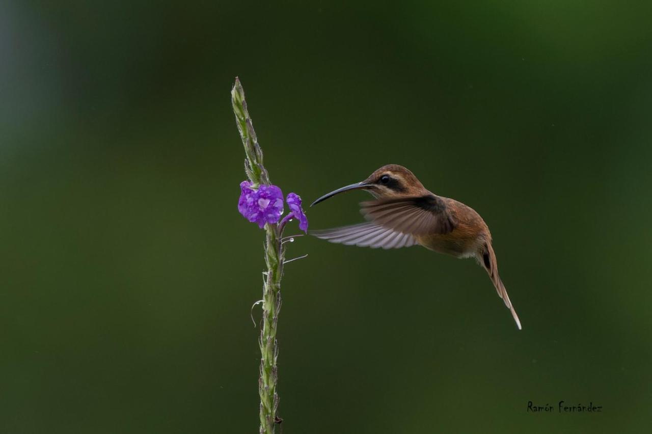 Bed and Breakfast Birds & Breakfast Costa Rica La Tigra  Екстер'єр фото