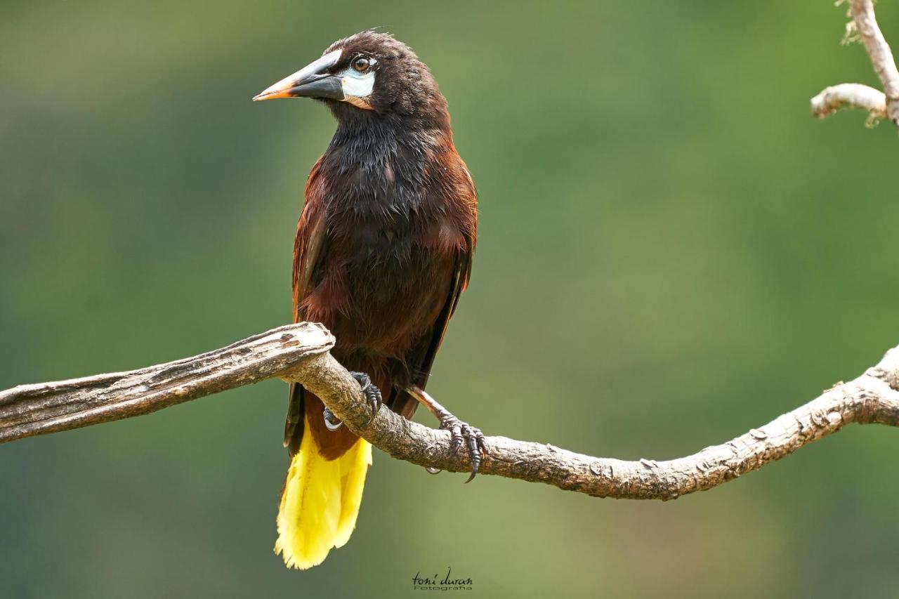 Bed and Breakfast Birds & Breakfast Costa Rica La Tigra  Екстер'єр фото