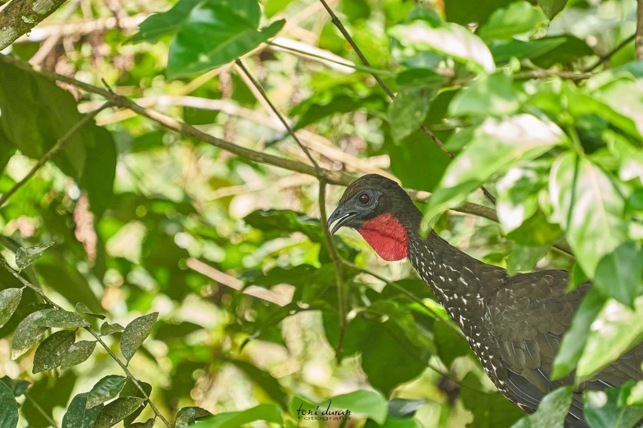 Bed and Breakfast Birds & Breakfast Costa Rica La Tigra  Екстер'єр фото