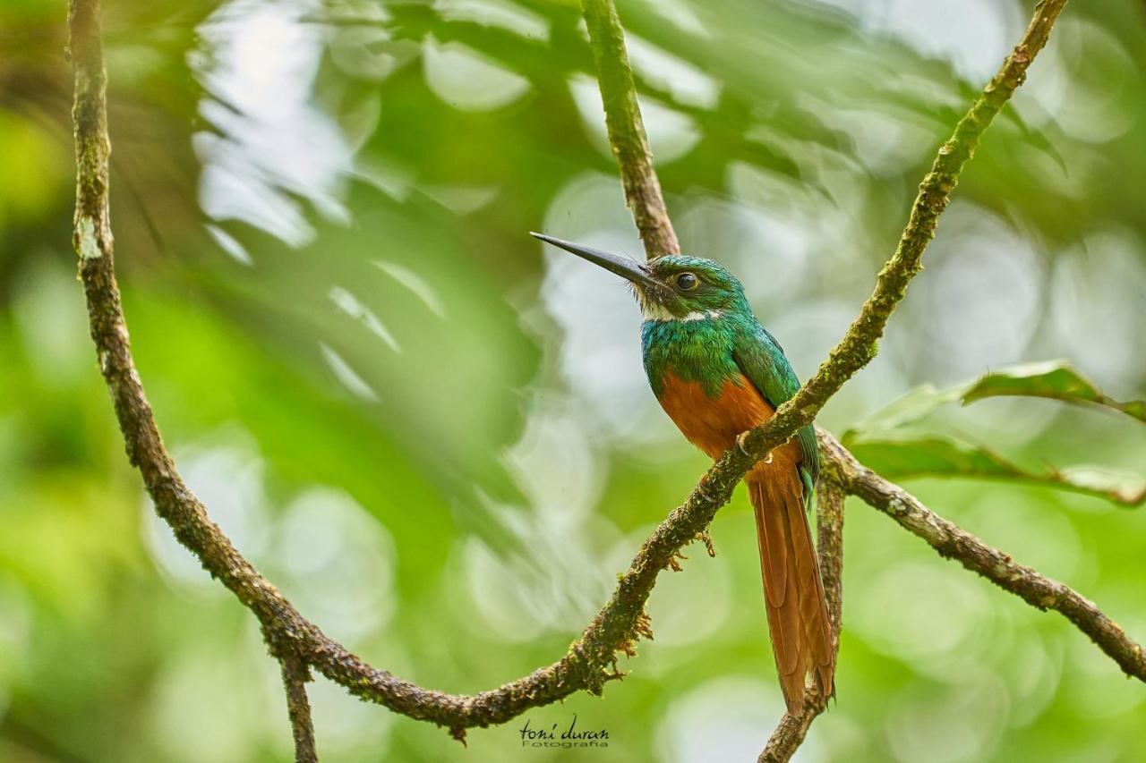 Bed and Breakfast Birds & Breakfast Costa Rica La Tigra  Екстер'єр фото