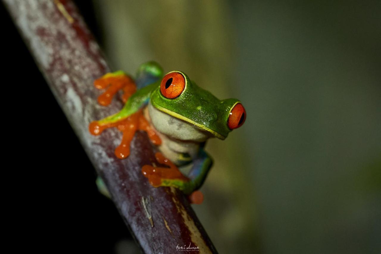 Bed and Breakfast Birds & Breakfast Costa Rica La Tigra  Екстер'єр фото
