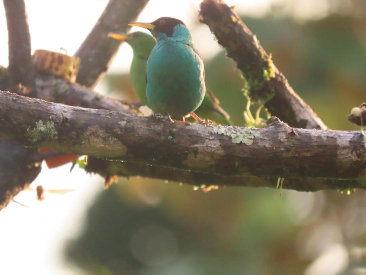 Bed and Breakfast Birds & Breakfast Costa Rica La Tigra  Екстер'єр фото