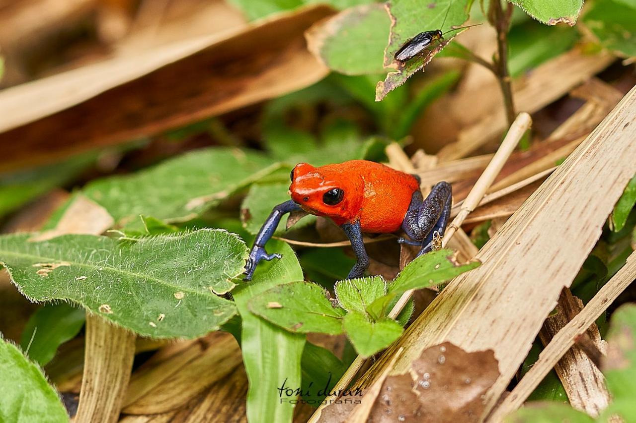 Bed and Breakfast Birds & Breakfast Costa Rica La Tigra  Екстер'єр фото