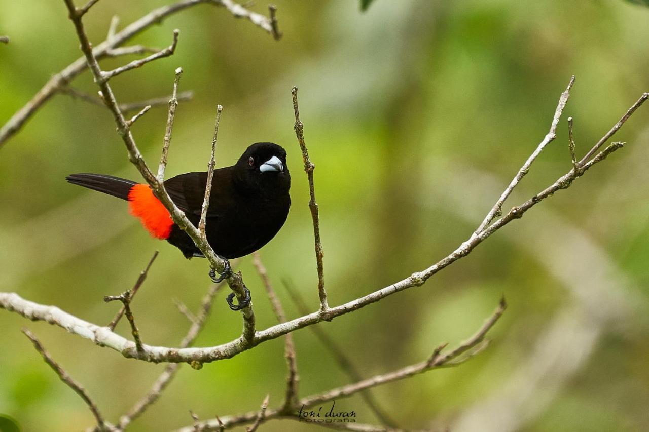 Bed and Breakfast Birds & Breakfast Costa Rica La Tigra  Екстер'єр фото