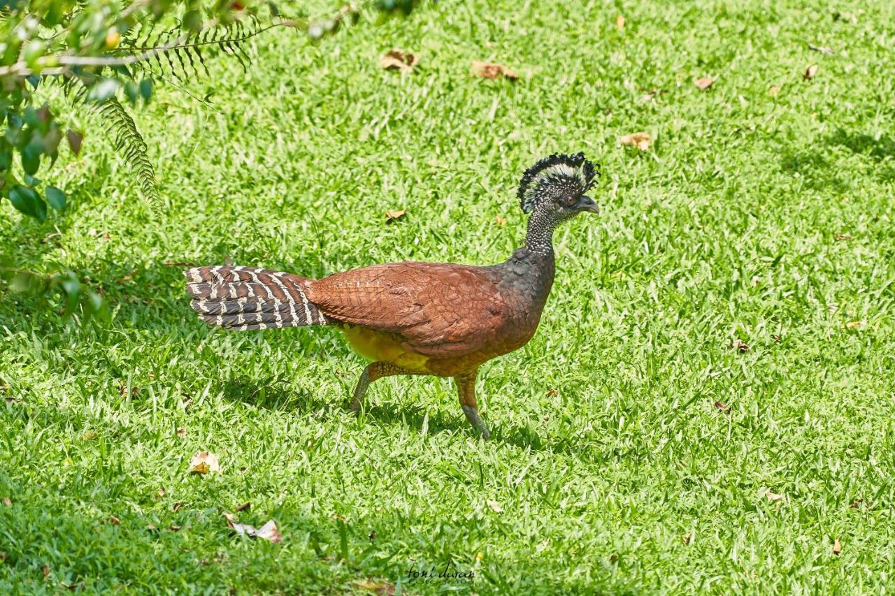 Bed and Breakfast Birds & Breakfast Costa Rica La Tigra  Екстер'єр фото