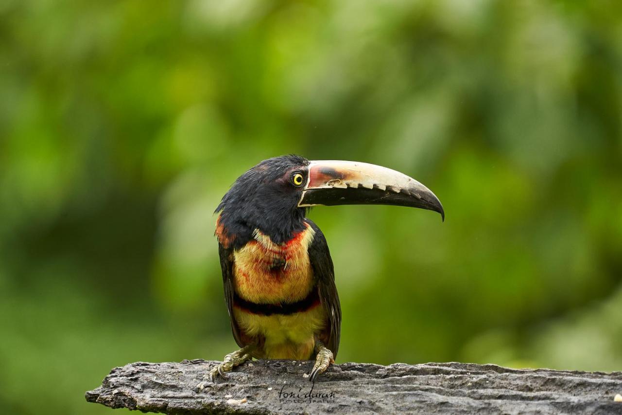 Bed and Breakfast Birds & Breakfast Costa Rica La Tigra  Екстер'єр фото