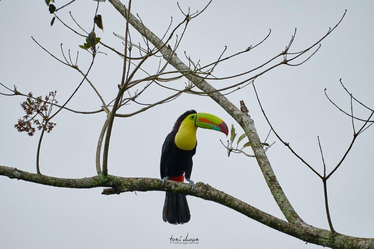 Bed and Breakfast Birds & Breakfast Costa Rica La Tigra  Екстер'єр фото
