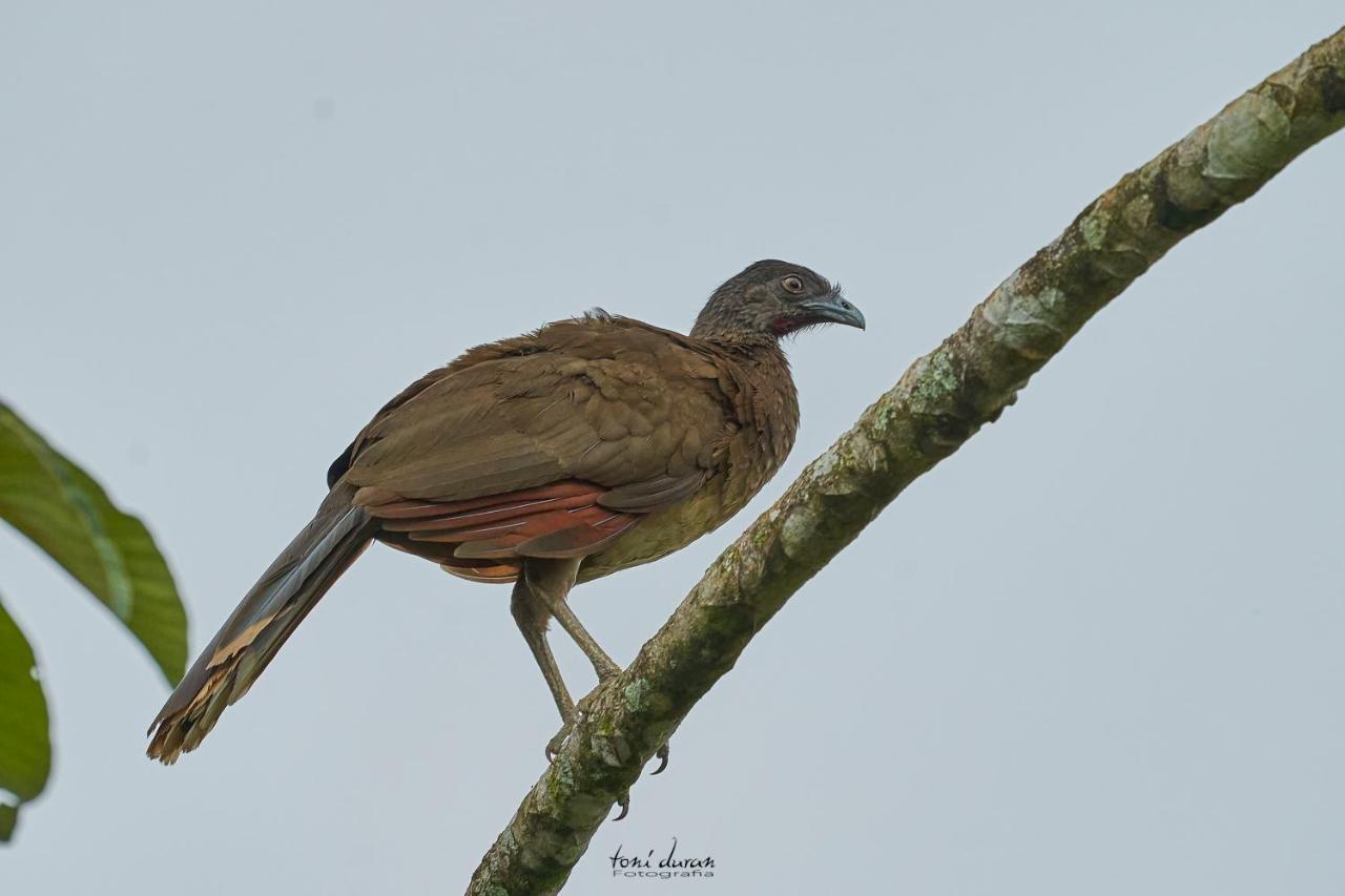 Bed and Breakfast Birds & Breakfast Costa Rica La Tigra  Екстер'єр фото
