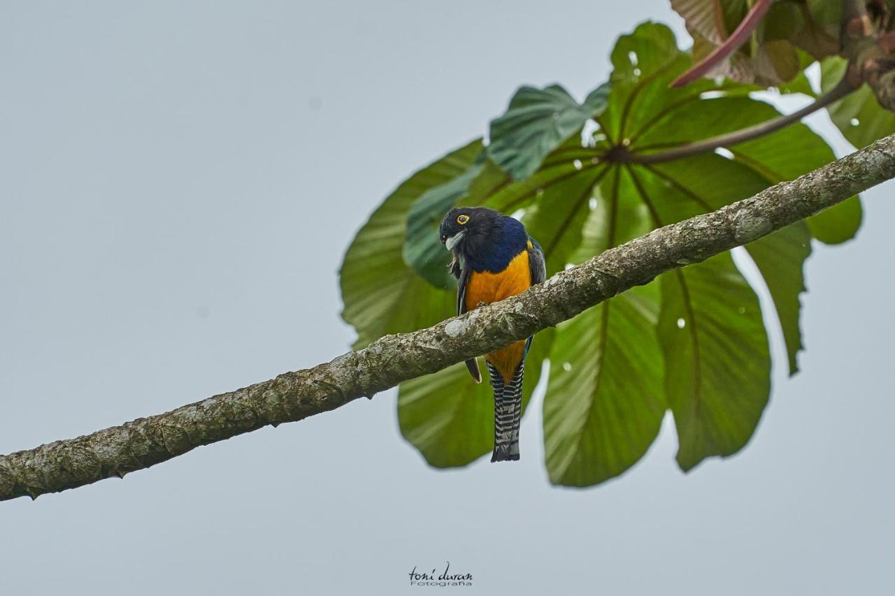 Bed and Breakfast Birds & Breakfast Costa Rica La Tigra  Екстер'єр фото