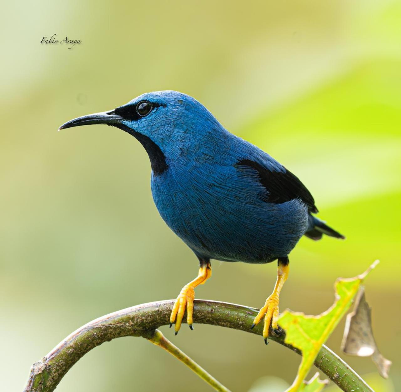 Bed and Breakfast Birds & Breakfast Costa Rica La Tigra  Екстер'єр фото